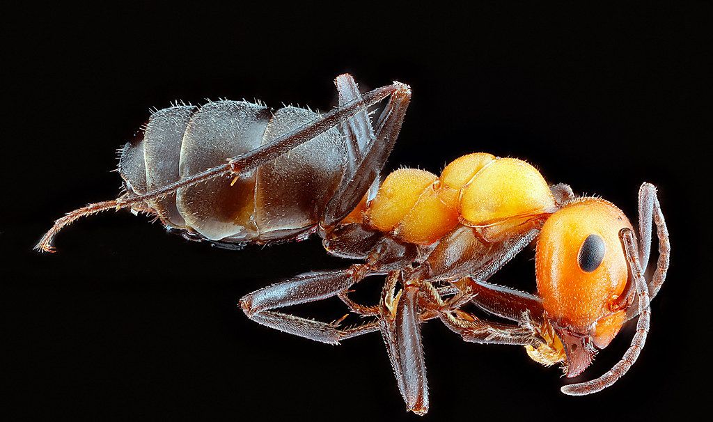 Ant Control service in Greenville, SC