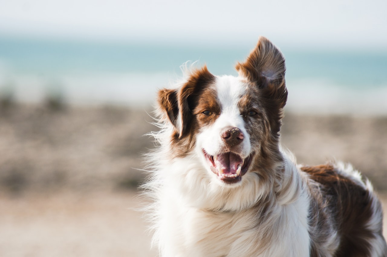 Flea & Tick Control service in Greenville, SC