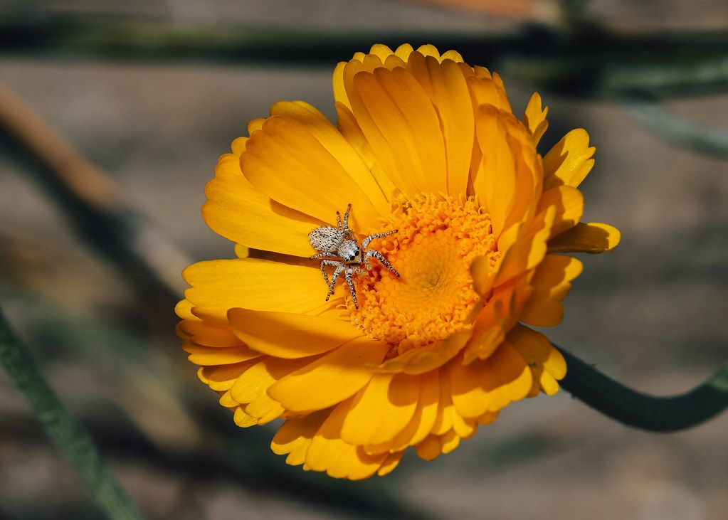Spider Control service in Greenville, SC